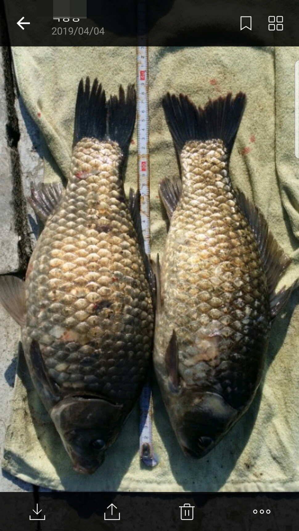 신원낚시터 토종대물 4짜 소식입니다 (유료터정보 - 유료터점주조황)