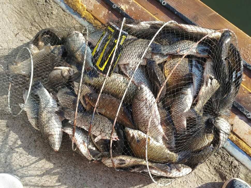 양평 붕어낚시 수곡낚시터 초대박 조황과 고른 조황이며 낮시간 부터 붕어들이 나와주네요 (유료터정보 - 유료터점주조황)