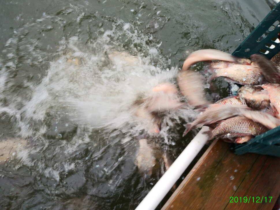 수곡낚시터 토종붕어 대량 방류 완료 및 붕어 조황도 좀더 좋아지네요 (유료터정보 - 유료터점주조황)
