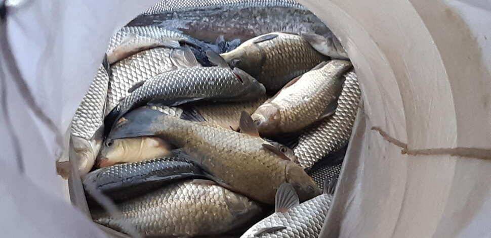 힐링 수곡낚시터 주말금요일 큰편차없이 고른 조황이 나옵니다 (유료터정보 - 유료터점주조황)