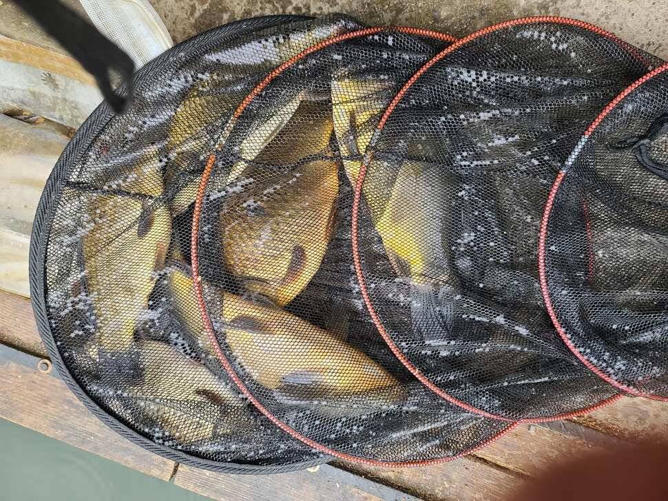 힐링 양평 수곡낚시터 주중주말 조황 및 붕어방류 안내 (유료터정보 - 유료터점주조황)