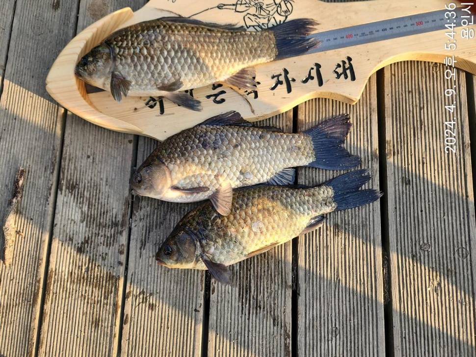 2024년 04월 둘째주 조황정보 용담낚시터사암지 이번주 4짜 1마리 (유료터정보 - 유료터점주조황)