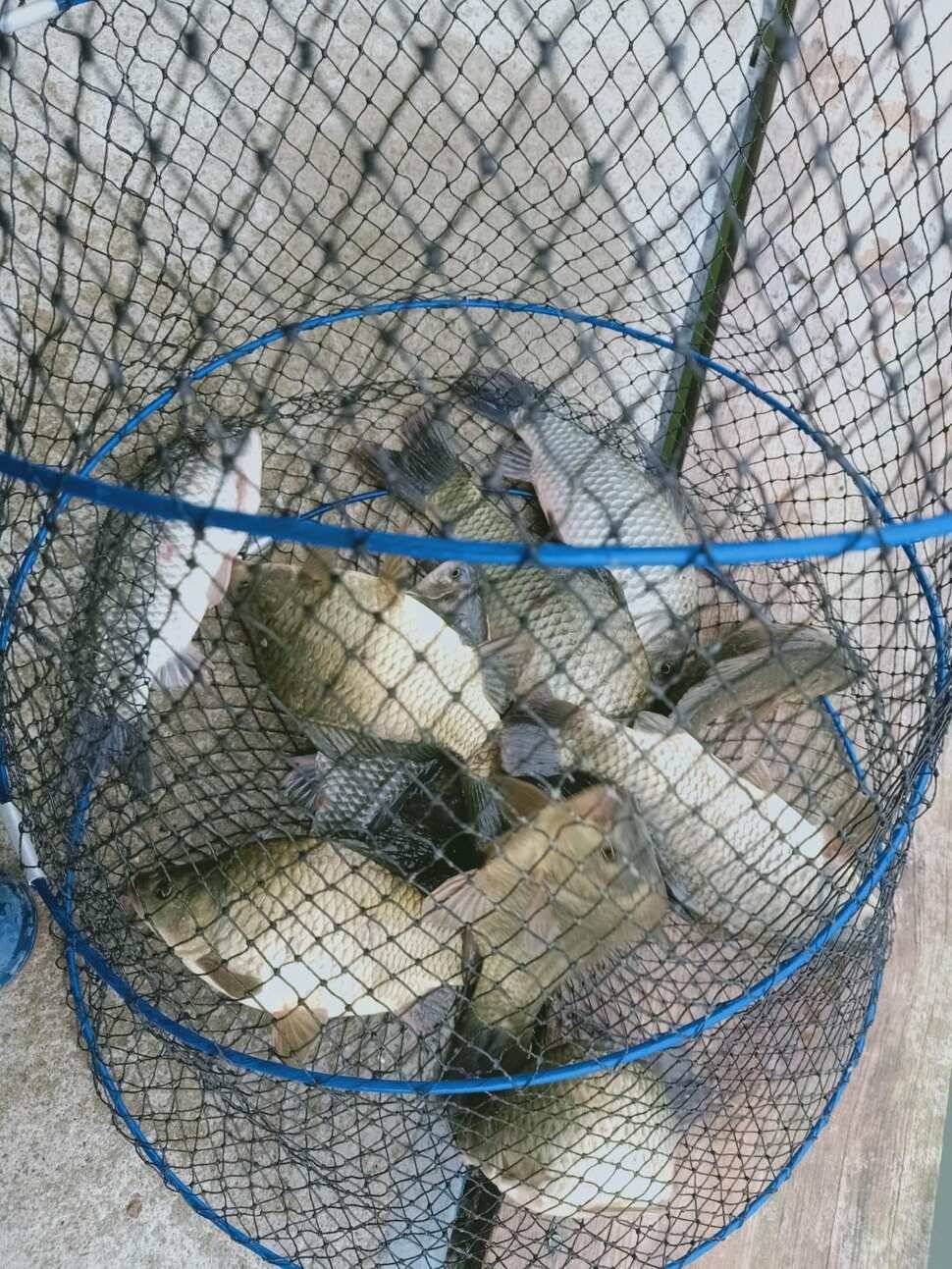붕어낚시 양평 수곡낚시터 어제조황도 고르게 잘 나와주었습니다 (유료터정보 - 유료터점주조황)