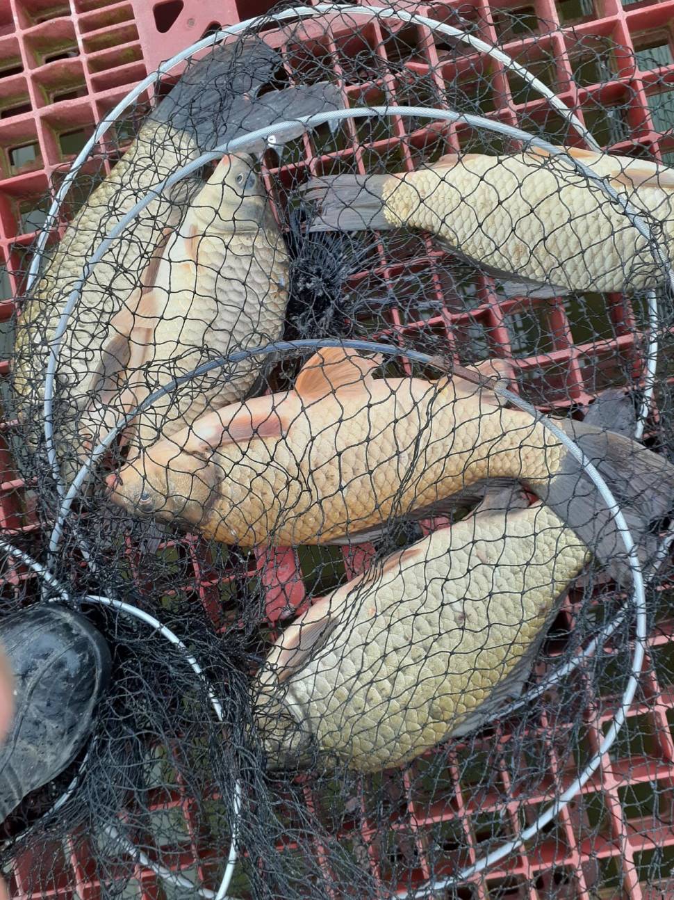 경주동산낚시터붕어 전용잡이터지난주 조황 (유료터정보 - 유료터점주조황)