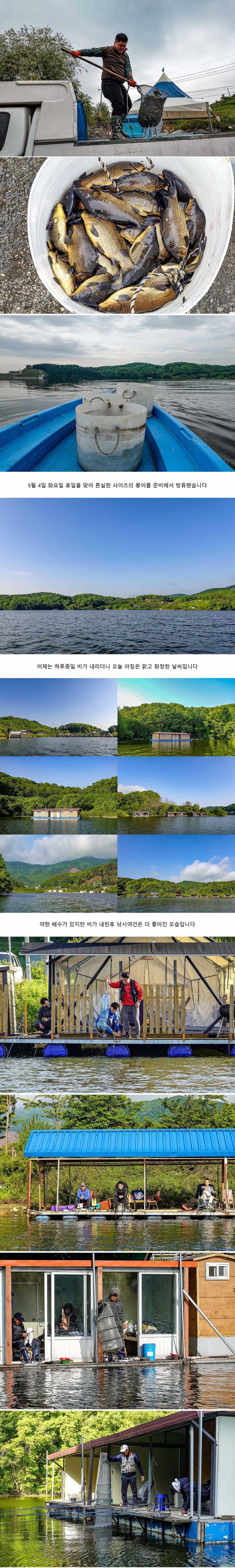 안성 두메낚시터 5월 5일 조황정보 (유료터정보 - 유료터점주조황)