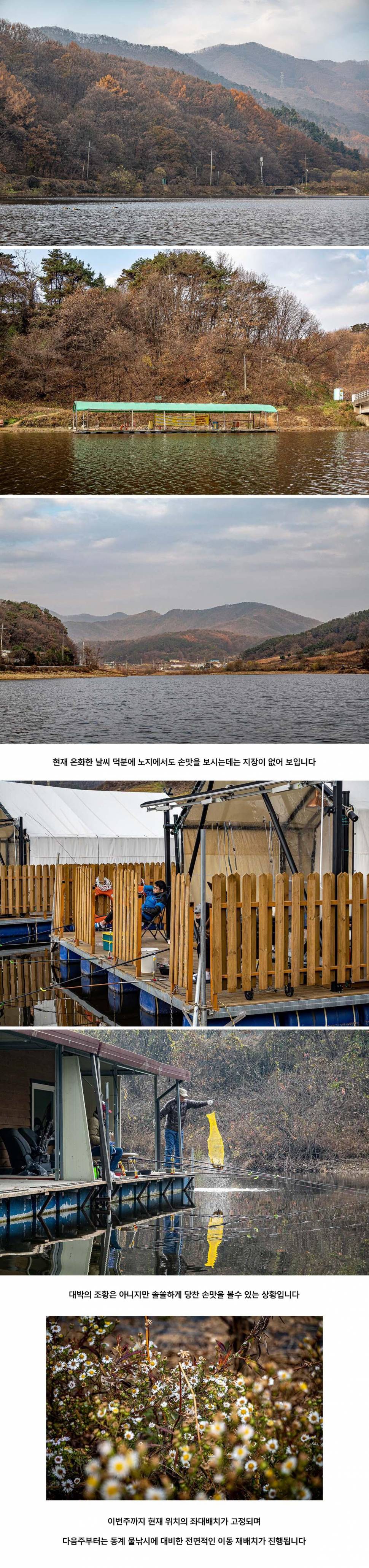 안성 두메낚시터 11월 17일 조황정보 (유료터정보 - 유료터점주조황)