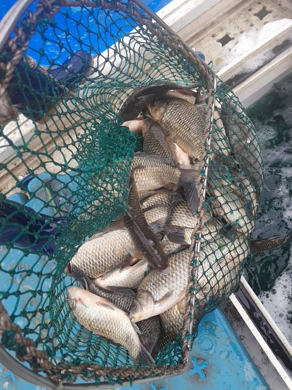 충북 괴산군 오가리 낚시터 4월 6일 개장 맞이 토종붕어 대량 방류 하였습니다 (유료터정보 - 유료터점주조황)