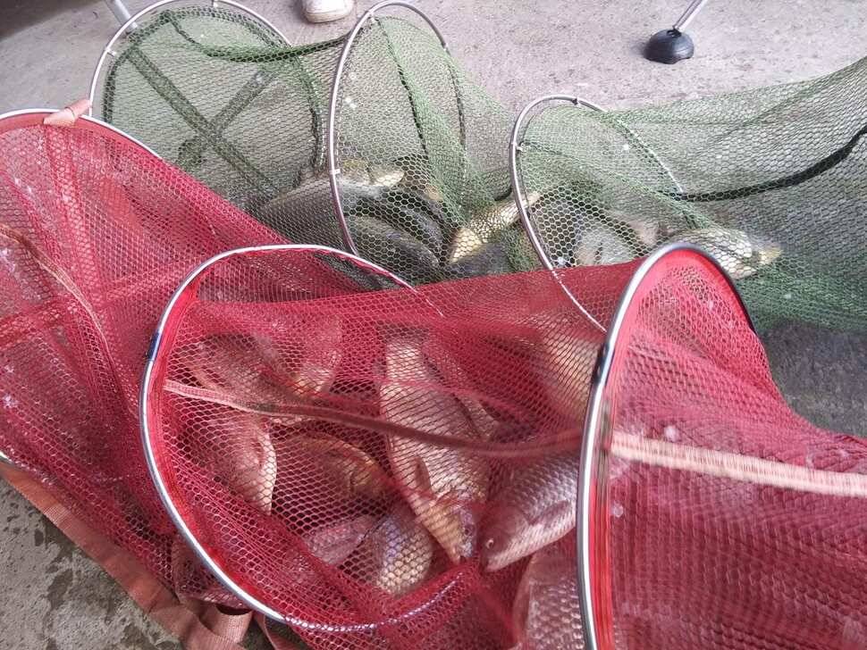 양평 수곡 낚시터 오늘도 자연산 토종붕어 대량 방류 및 조황 안내드려요 (유료터정보 - 유료터점주조황)