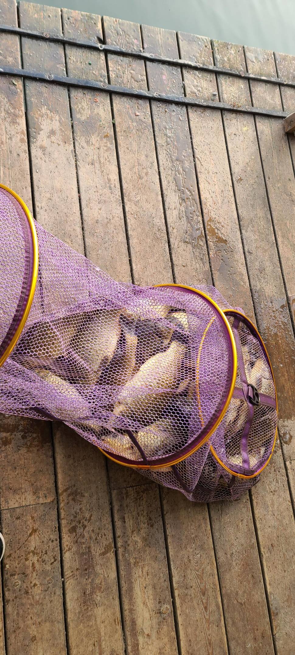 양평 힐링 수곡낚시터 둘째주 주말 조황 및 붕어 방류 (유료터정보 - 유료터점주조황)