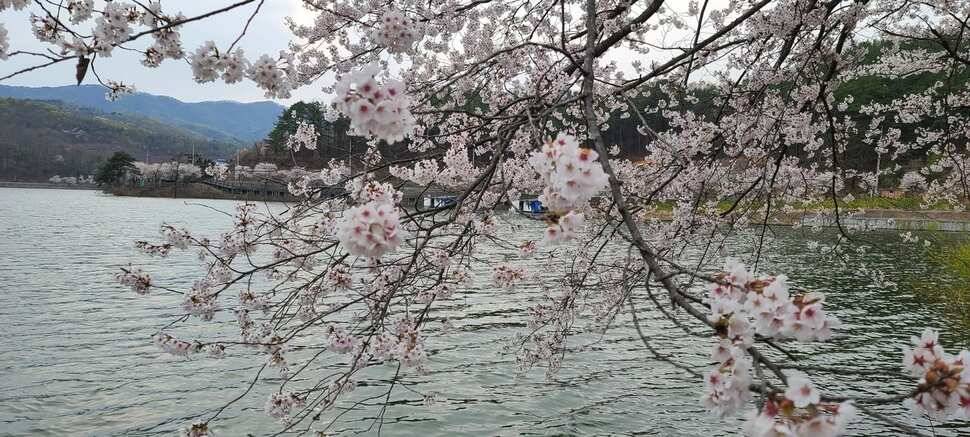 공주 고성낚시터 입니다 (유료터정보 - 유료터점주조황)