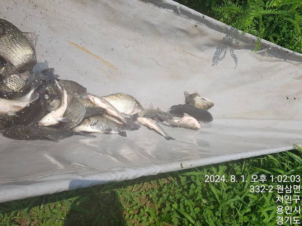 2024년 8월 둘째주 조황정보 용담낚시터사암지4짜 3마리 (유료터정보 - 유료터점주조황)