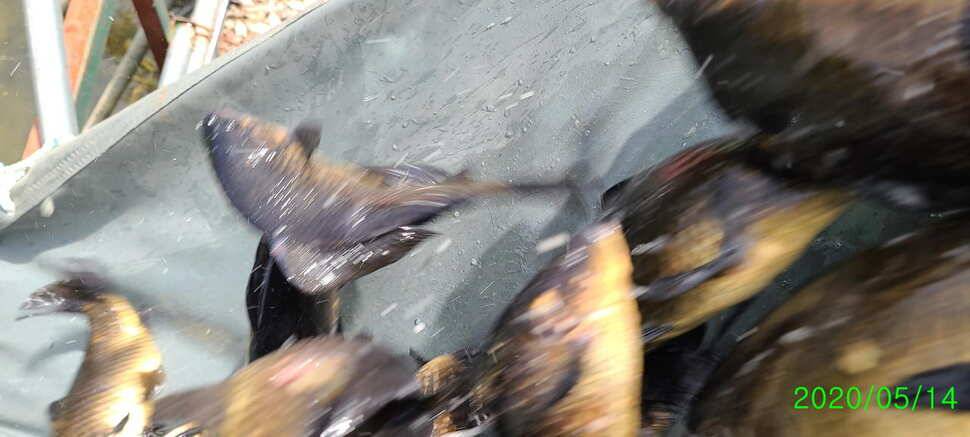 수곡지 양평 수곡낚시터 주말 조황 및 방류소식 안내드립니다 (유료터정보 - 유료터점주조황)
