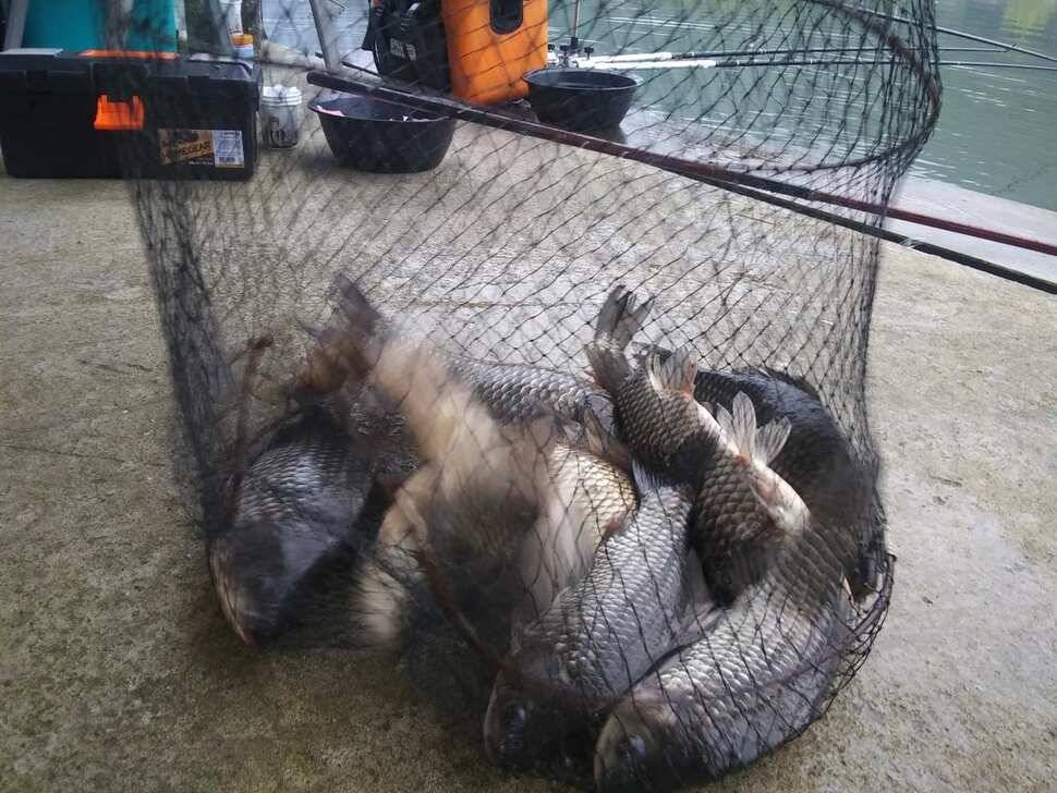 양평 수곡낚시터 붕어낚시 금요일 조황도 고르게 잘 나와주네요 오늘 붕어 방류 완료 (유료터정보 - 유료터점주조황)