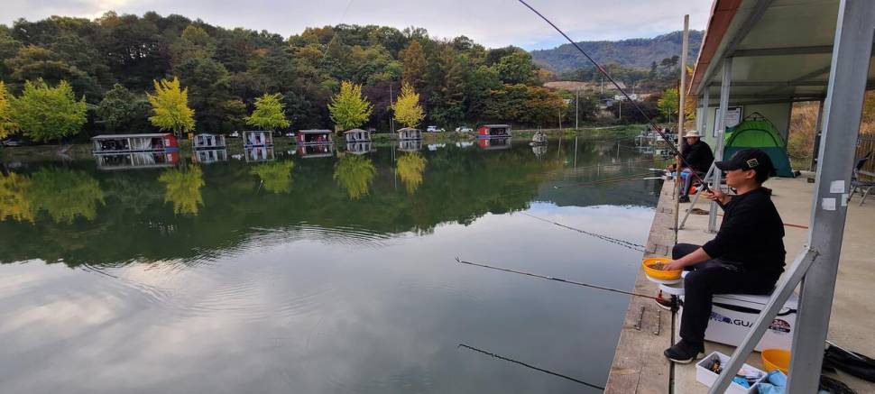 10월넷째주 양평 힐링 수곡낚시터 조황 및 방류 (유료터정보 - 유료터점주조황)