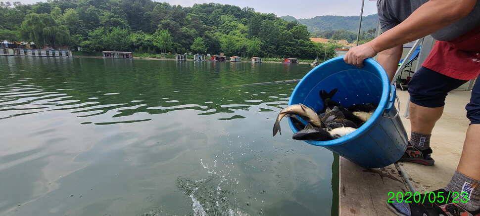 수곡지 양평 수곡낚시터 5월네째주 주말 조황 입질시간대 파악이 중요한듯합니다 (유료터정보 - 유료터점주조황)