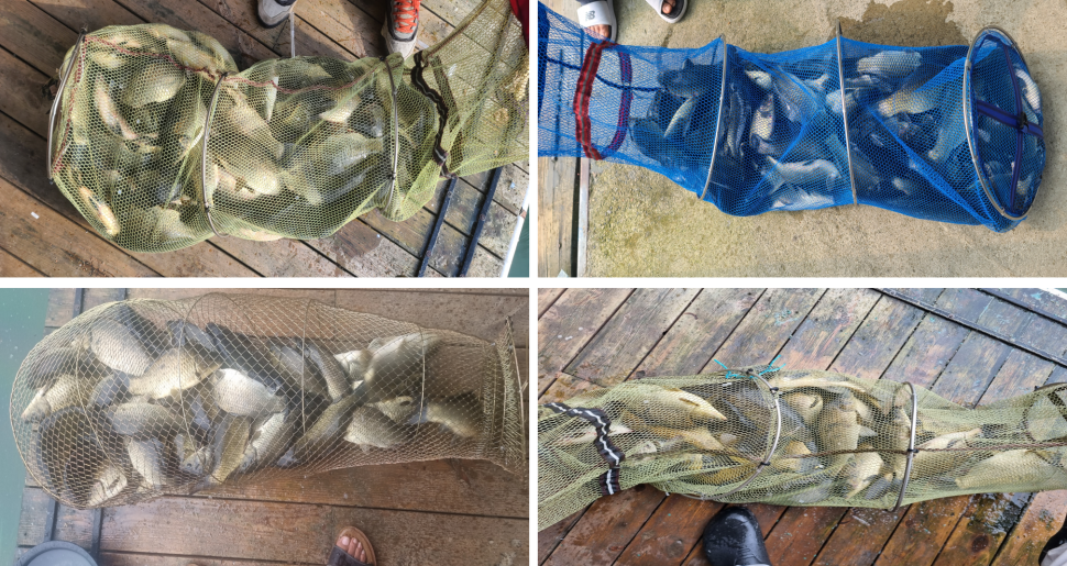 여름휴가시즌 계곡지 피서 양평 수곡낚시터 주후반과주말도 꾸준한 조황 마릿수도 괜찬습니다 (유료터정보 - 유료터점주조황)