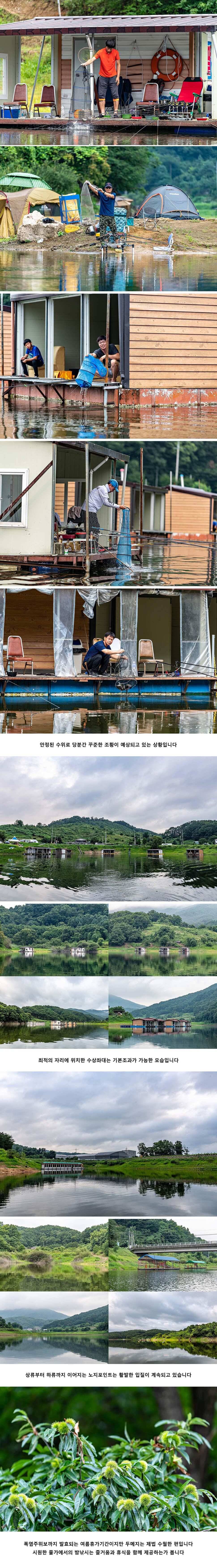 안성 두메낚시터 8월 1일 조황정보 (유료터정보 - 유료터점주조황)
