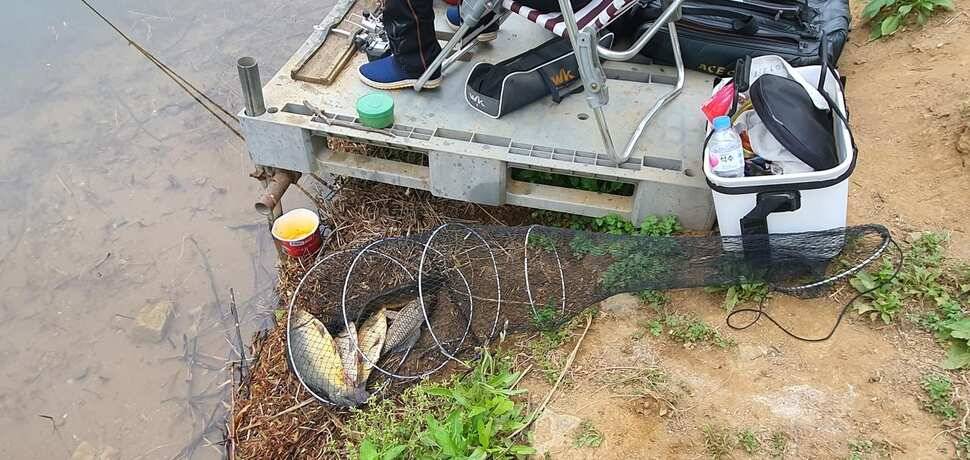 공주 고성낚시터 입니다 (유료터정보 - 유료터점주조황)