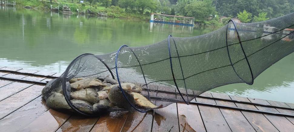 어제 맛남의광장 양평 편 수곡낚시터 목요일 조황도 고르게 나와줍니다 (유료터정보 - 유료터점주조황)