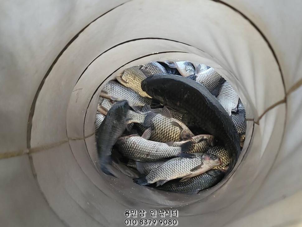 가깝고 물 좋고 경치 좋은 곳용인삼인낚시터 (유료터정보 - 유료터점주조황)