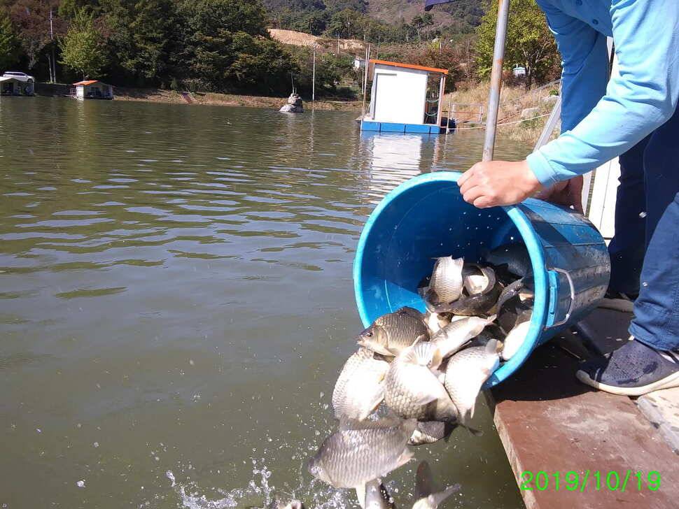 양평 수곡낚시터 주말 붕어방류 조황 소식 (유료터정보 - 유료터점주조황)