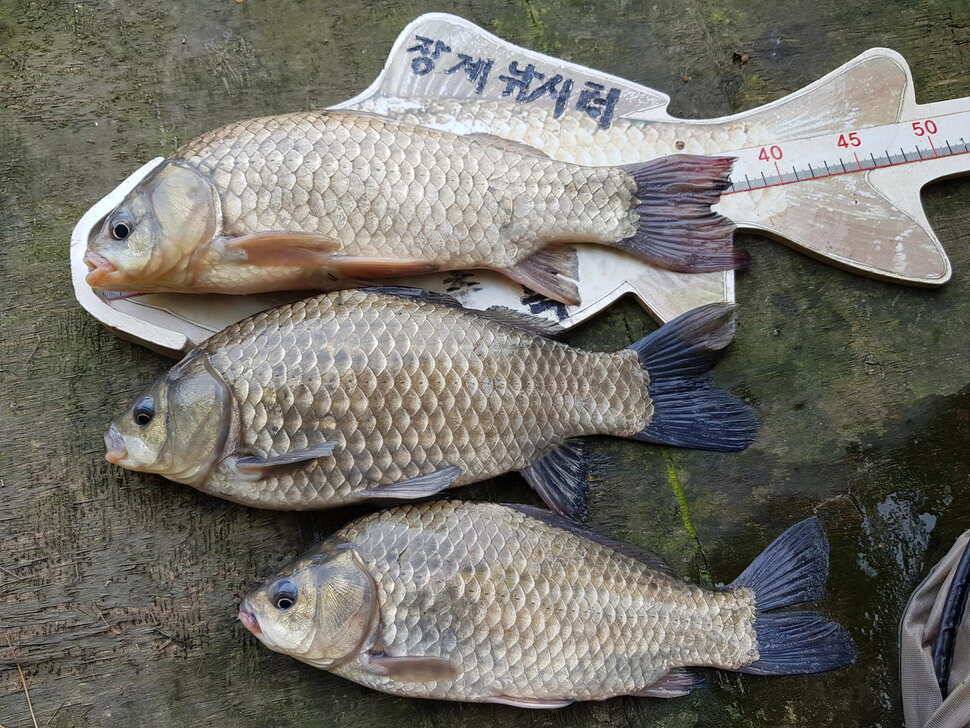 아름다운장계지에서 (유료터정보 - 유료터점주조황)