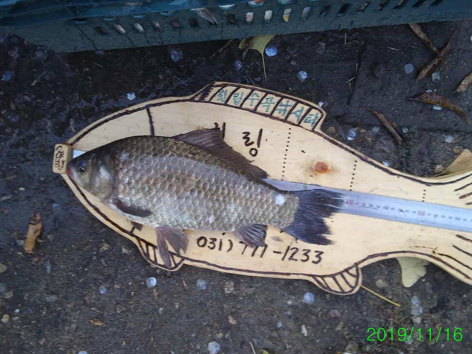 양평 수곡낚시터 자연산 4짜붕어 포함 대량 방류 및 노지 잔교 천막설치 완료하였습니다 (유료터정보 - 유료터점주조황)