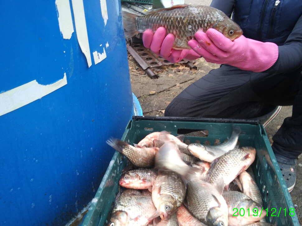 힐링 수곡낚시터 주중 붕어 조황 및 토종붕어 추가 방류 안내 (유료터정보 - 유료터점주조황)
