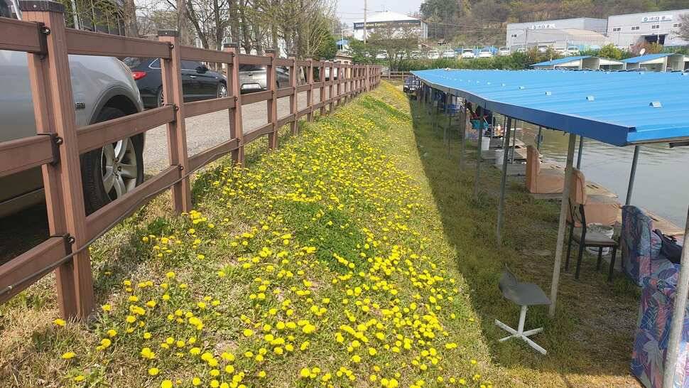 안성 거청낚시터 4월 26일 붕어조황 (유료터정보 - 유료터점주조황)