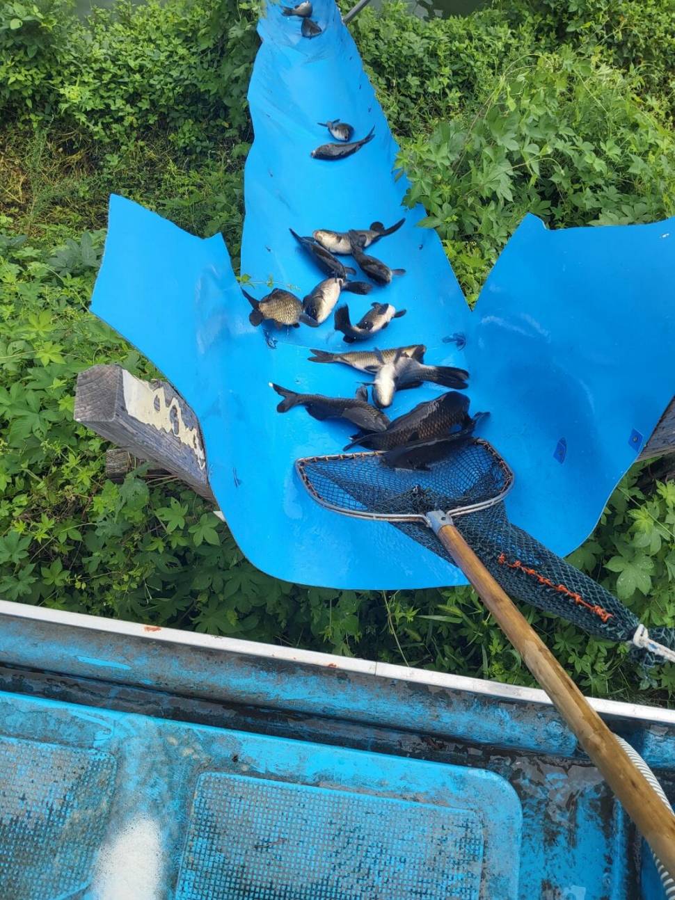 충북 괴산 오가리낚시터 8월 23일 정기 붕어 입어모습입니다 (유료터정보 - 유료터점주조황)