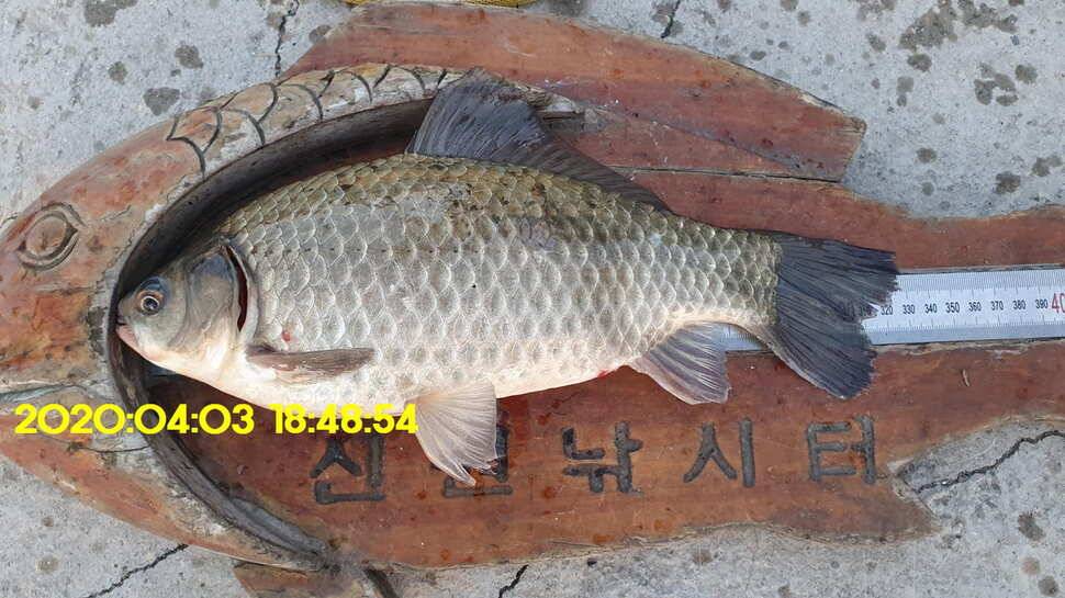 신원낚시터4월7일 토종붕어 방류와 조황 소식입니다 (유료터정보 - 유료터점주조황)