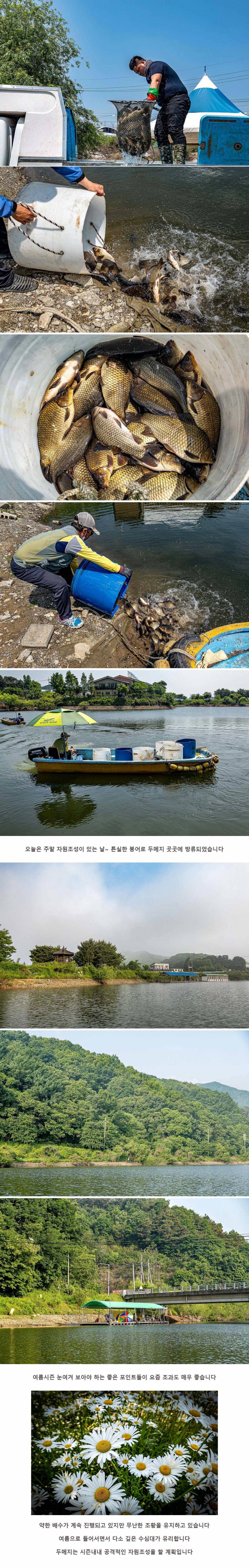 안성 두메낚시터 5월 22일 조황정보 (유료터정보 - 유료터점주조황)