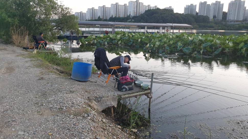 아산 명품 월랑낚시터 10월 두번째 조황이야기입니다 (유료터정보 - 유료터점주조황)