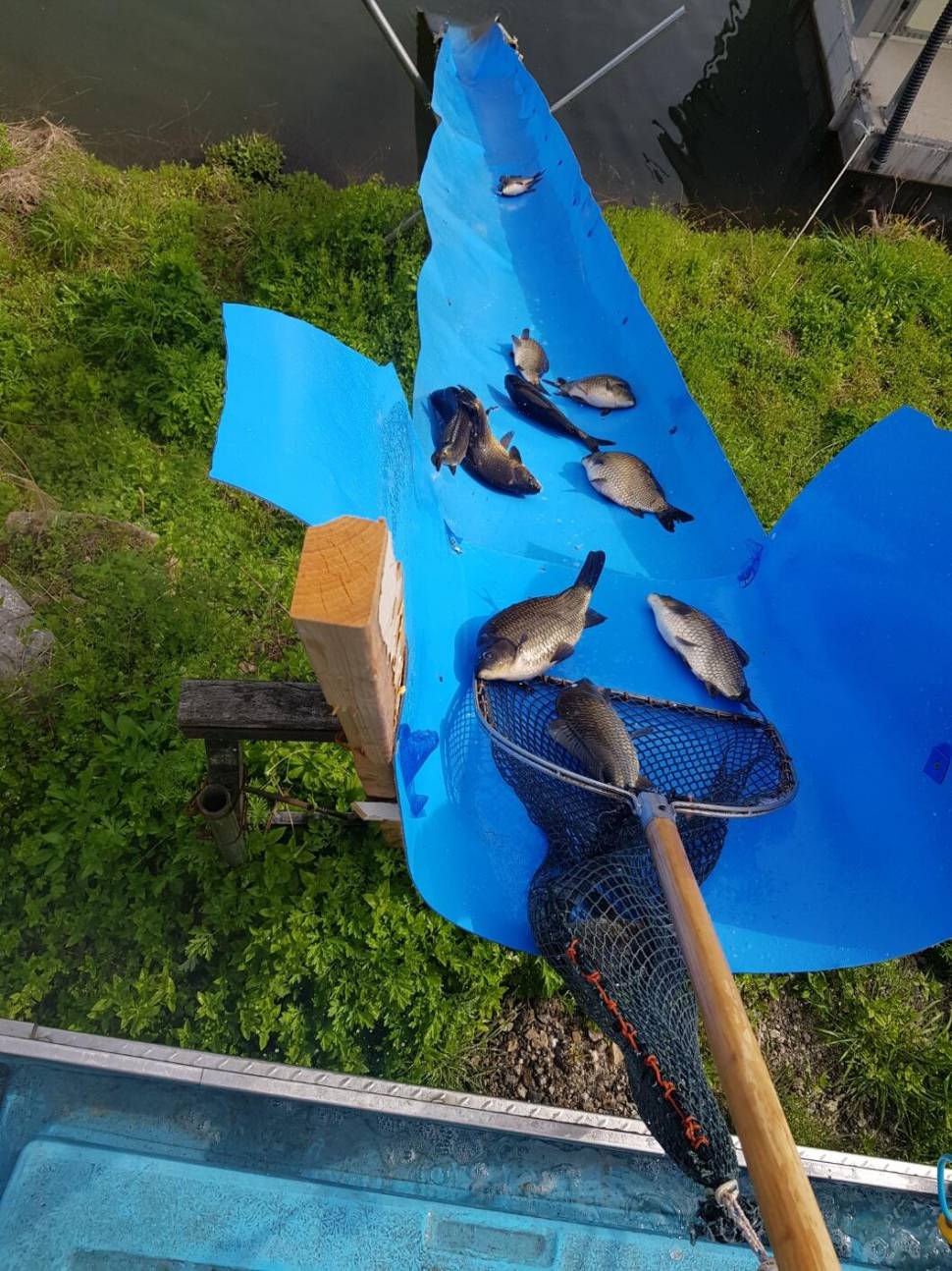 충북 괴산 오가리낚시터 4월 26일 향붕어 대량 방류 하였습니다 (유료터정보 - 유료터점주조황)