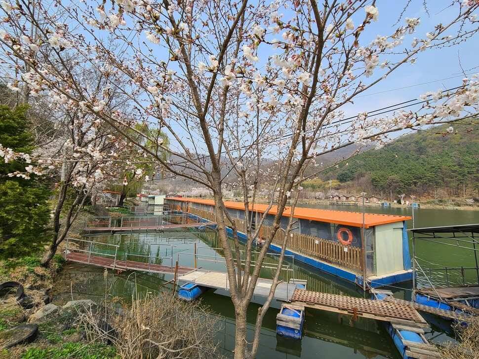 양평 힐링 수곡낚시터 자연산 토종붕어 대량방류 및 주중조황 안내 (유료터정보 - 유료터점주조황)