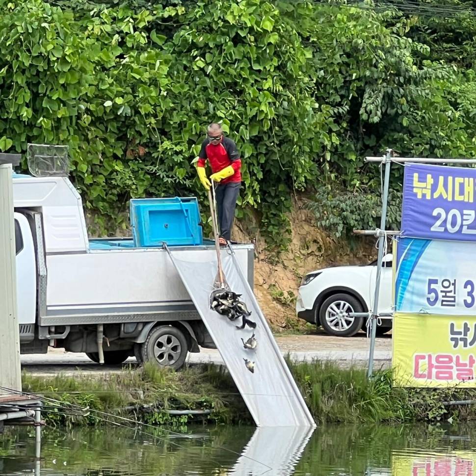 붕어방류 와 조황입니다 (유료터정보 - 유료터점주조황)