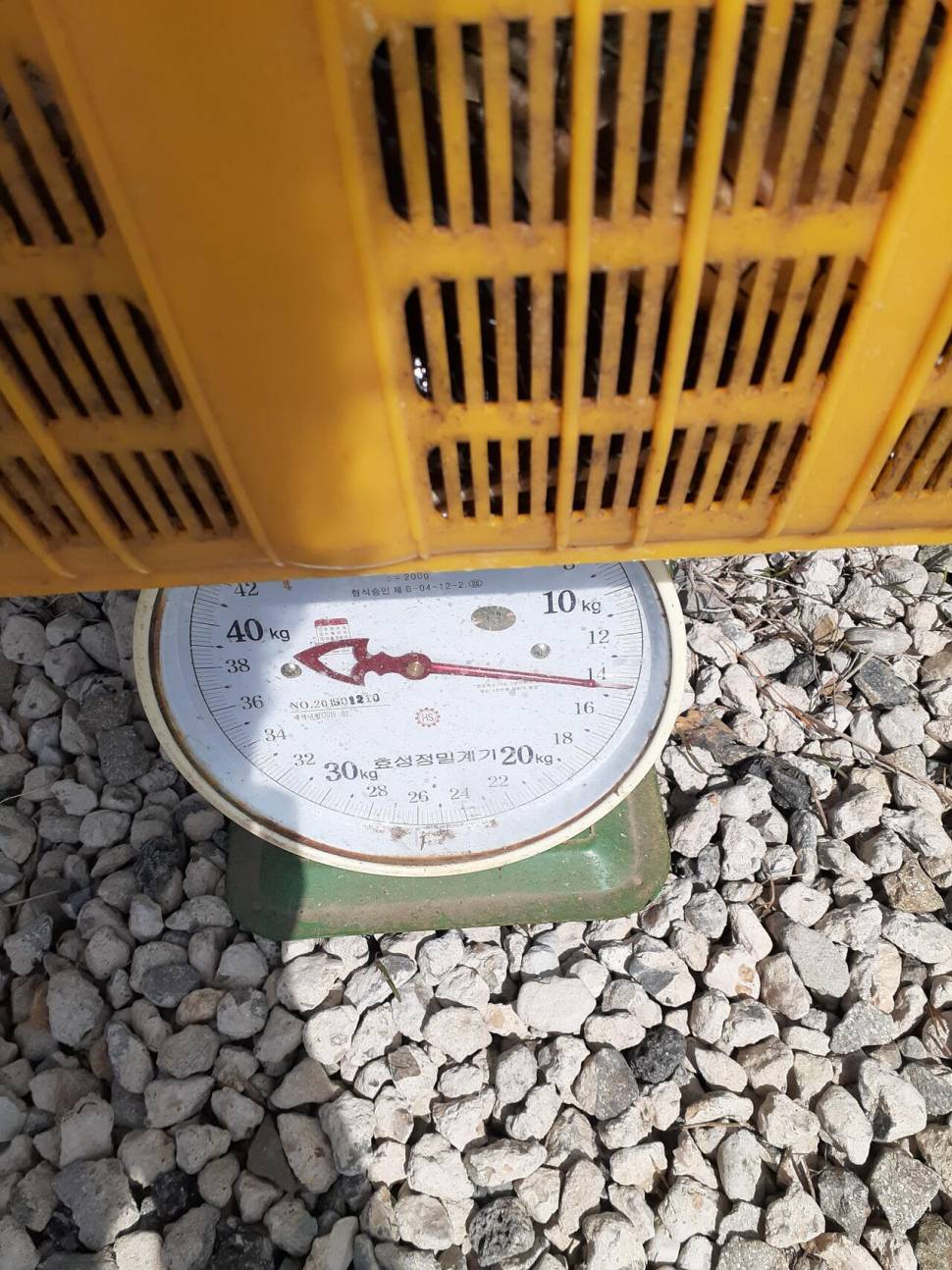 경주 동산낚시터붕어 전용잡이터지난주 조황 (유료터정보 - 유료터점주조황)
