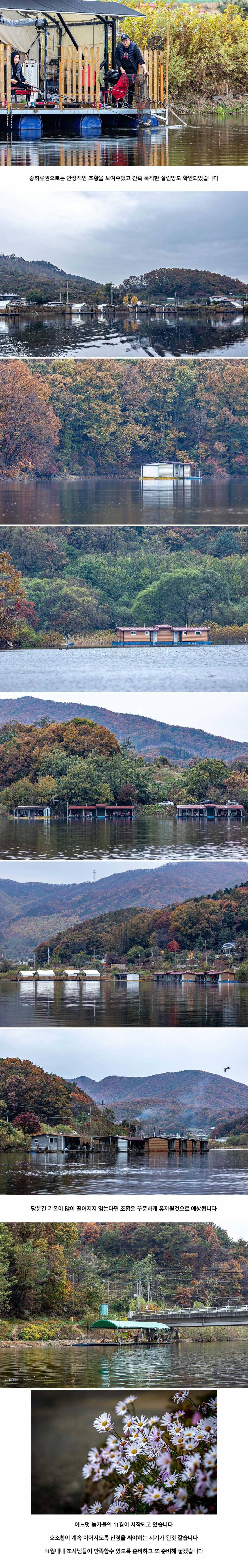 안성 두메낚시터 11월 1일 조황정보 (유료터정보 - 유료터점주조황)