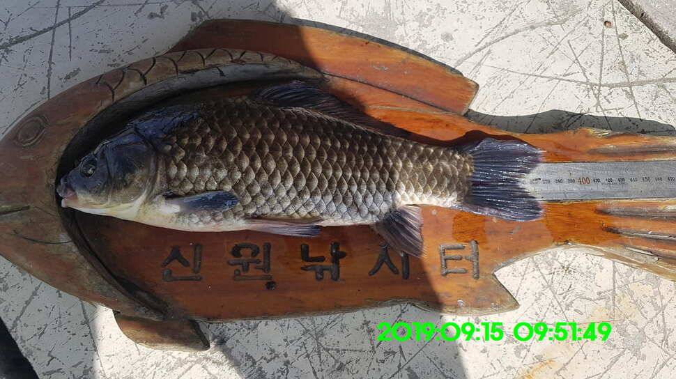 신원낚시터 토종대물 덩어리와 4짜가 마릿수로 (유료터정보 - 유료터점주조황)