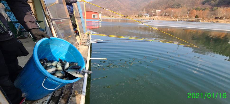 힐링 겨울붕어낚시 수곡낚시터 셋째주 조황 붕어 방류 안내 (유료터정보 - 유료터점주조황)
