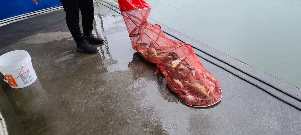 공주 고성낚시터 입니다 (유료터정보 - 유료터점주조황)