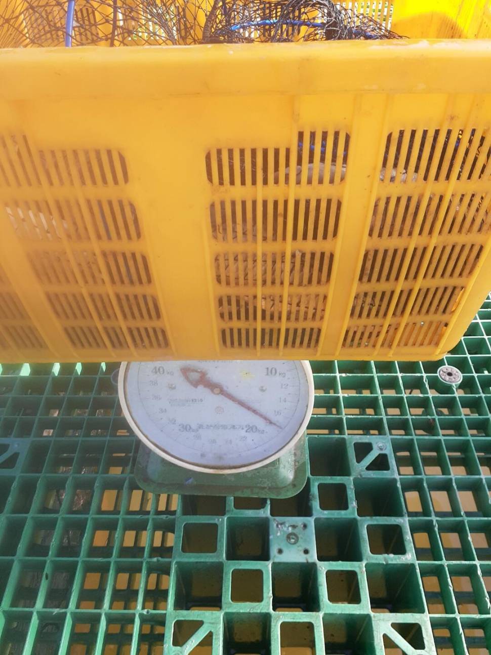 1미터 찌를 몸통까지 올려주는 경주동산낚시터 붕어들 (유료터정보 - 유료터점주조황)
