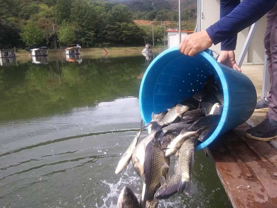양평 힐링 수곡낚시터 어제 조황도 큰편차없이 고르게 괜찬았습니다 내일도 붕어방류 이어집니다 (유료터정보 - 유료터점주조황)