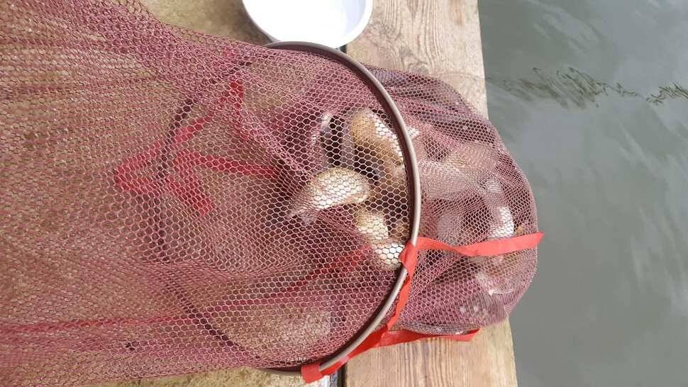 수곡낚시터 연휴 붕어조황 더 좋아졌으며 내일도 붕어방류 합니다 (유료터정보 - 유료터점주조황)