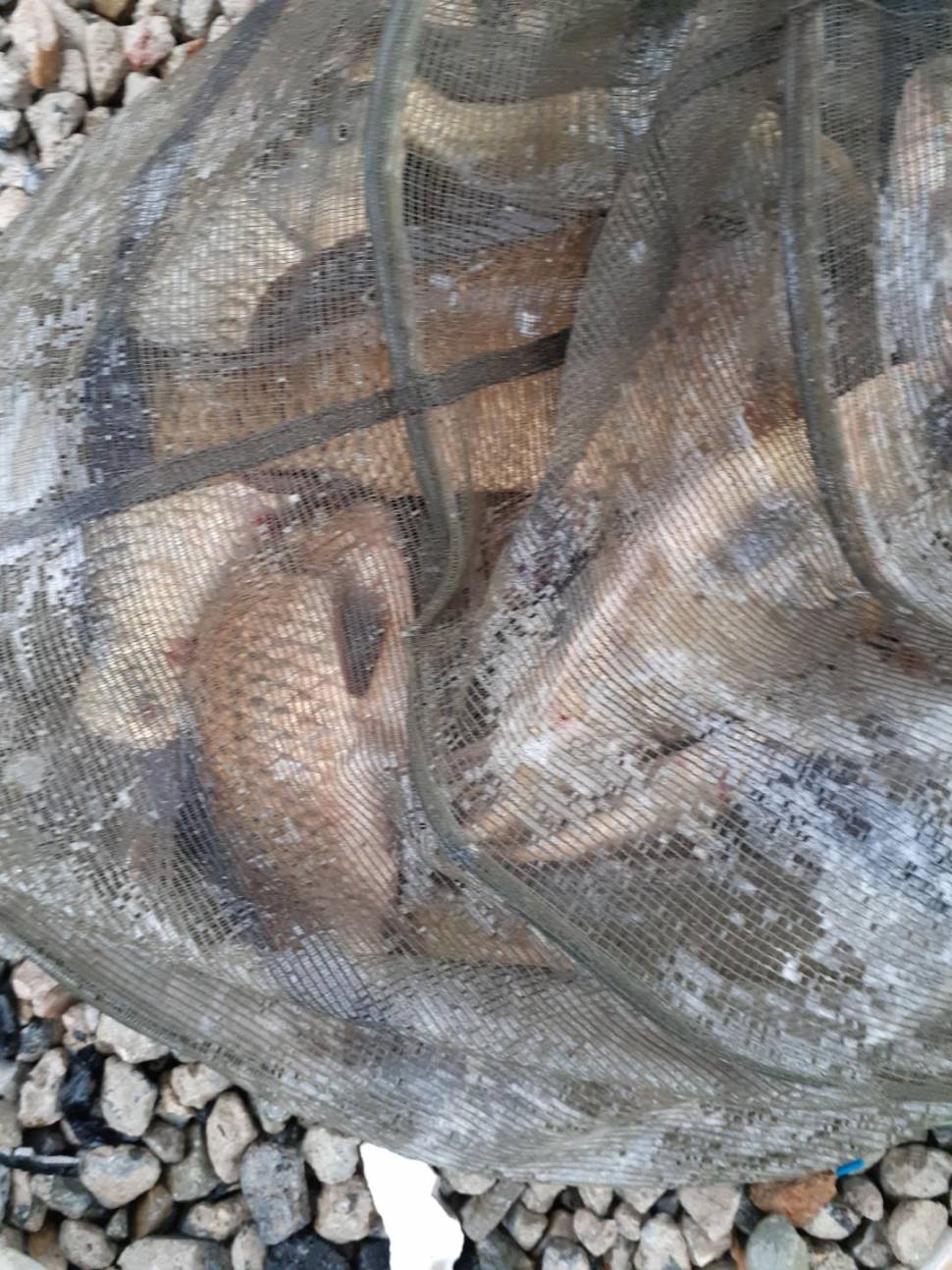 경주 동산낚시터붕어전용잡이터지난주 조황 (유료터정보 - 유료터점주조황)