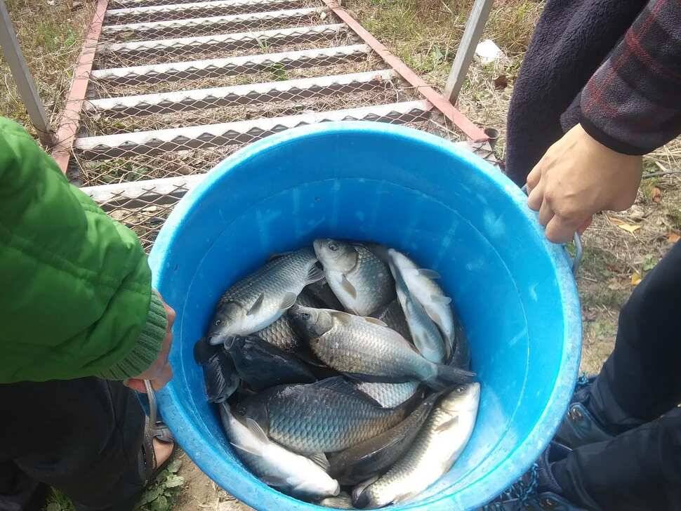 붕어낚시 양평 수곡낚시터 어제조황도 고르게 잘 나와주었습니다 (유료터정보 - 유료터점주조황)