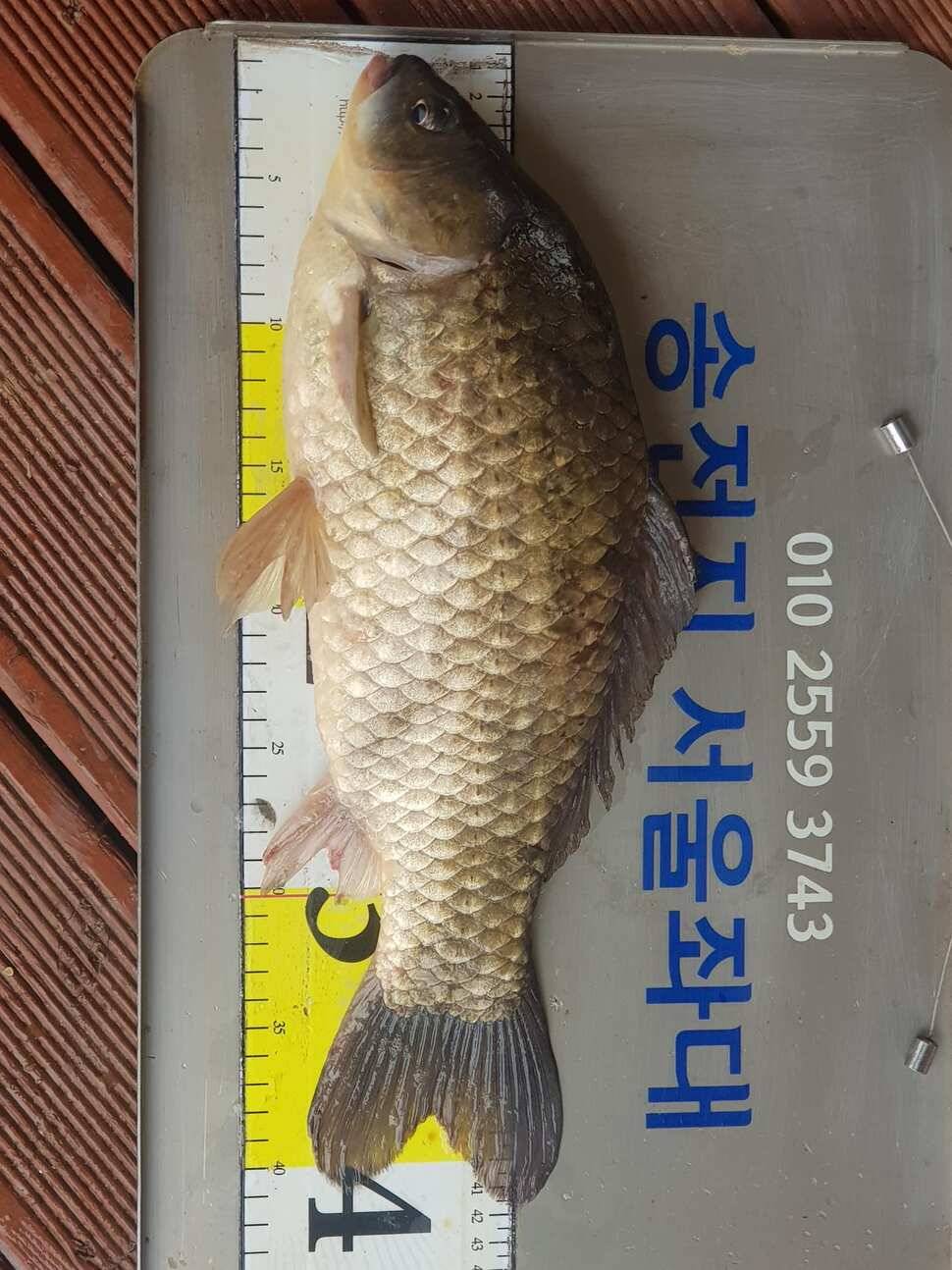 서울좌대에서 이어지는4짜와 덩어리들 (유료터정보 - 유료터점주조황)