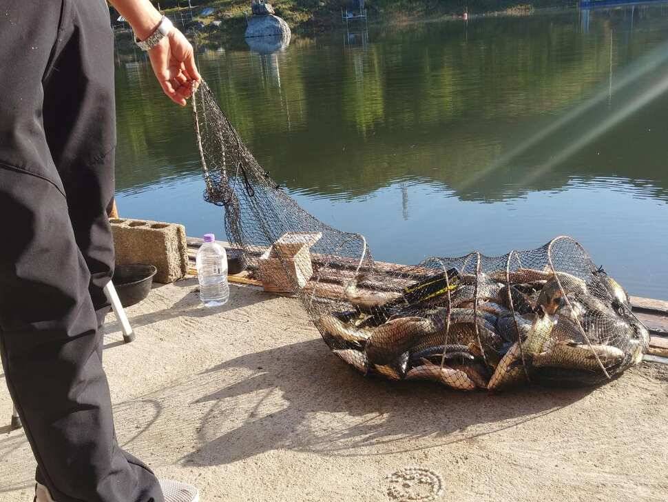 양평 붕어낚시 수곡낚시터 초대박 조황과 고른 조황이며 낮시간 부터 붕어들이 나와주네요 (유료터정보 - 유료터점주조황)