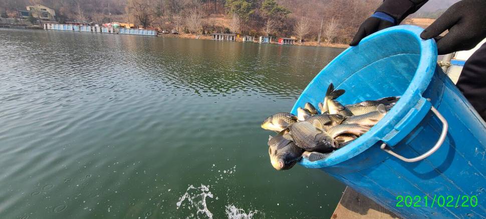 양평 힐링 수곡낚시터 2월 셋째주 주말 조황 붕어방류 (유료터정보 - 유료터점주조황)