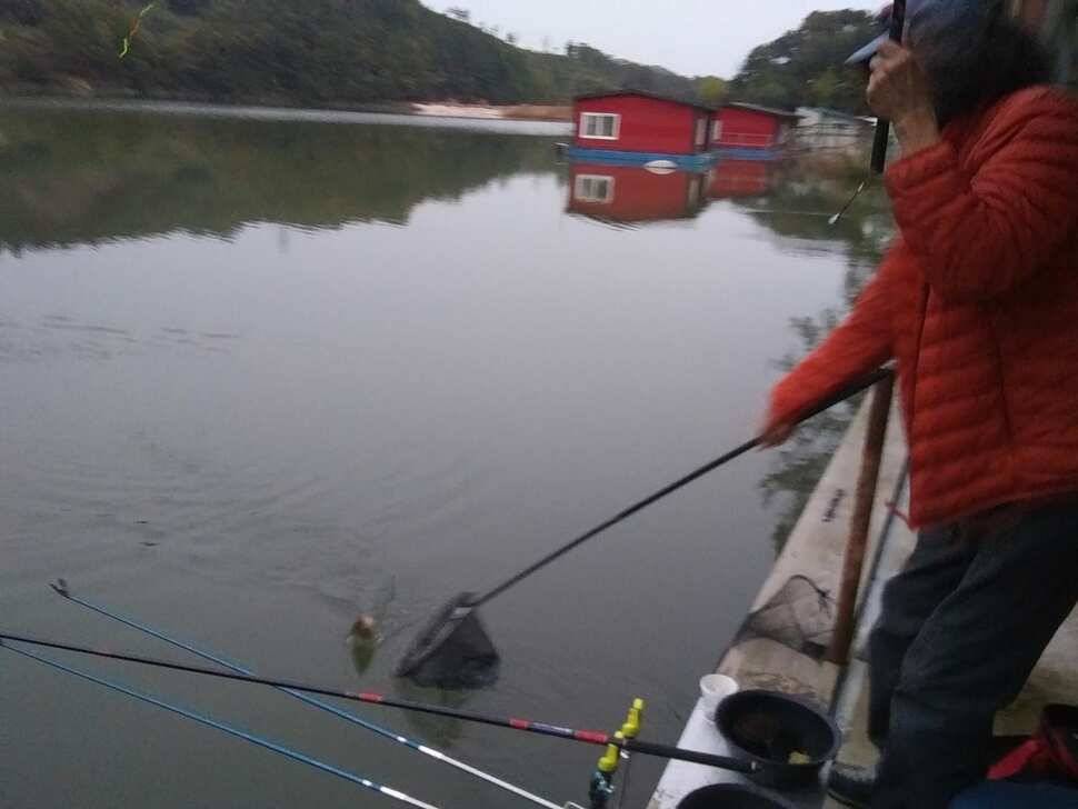 수곡낚시터 어제부터 낮시간에도 붕어들이 나와주네요 오늘 붕어방류 완료하였습니다 (유료터정보 - 유료터점주조황)